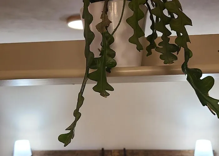 Stirpe Nel Bosco - Fiocco Montevettolini